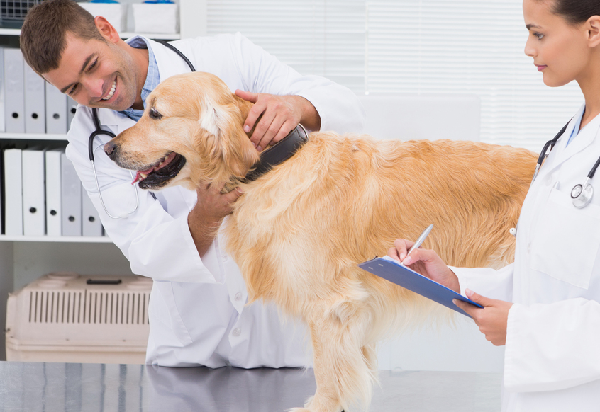 5 Veterinary Clinic SEO Tips to Increase Local Rankings