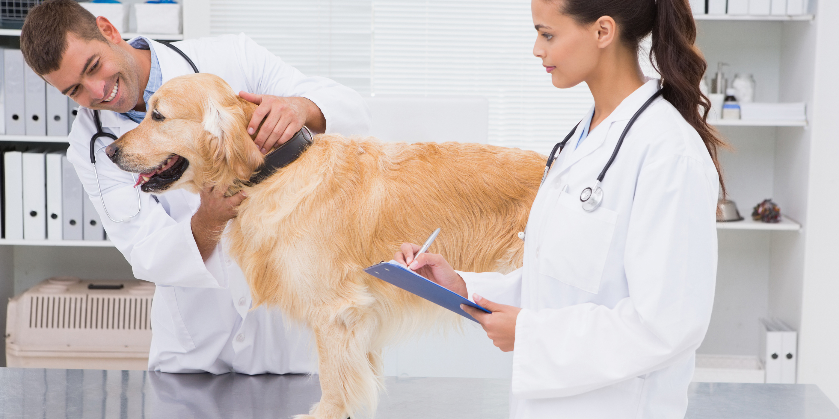 7 Digital Marketing Strategies Every Veterinary Clinic Needs to Attract More Pet Owners