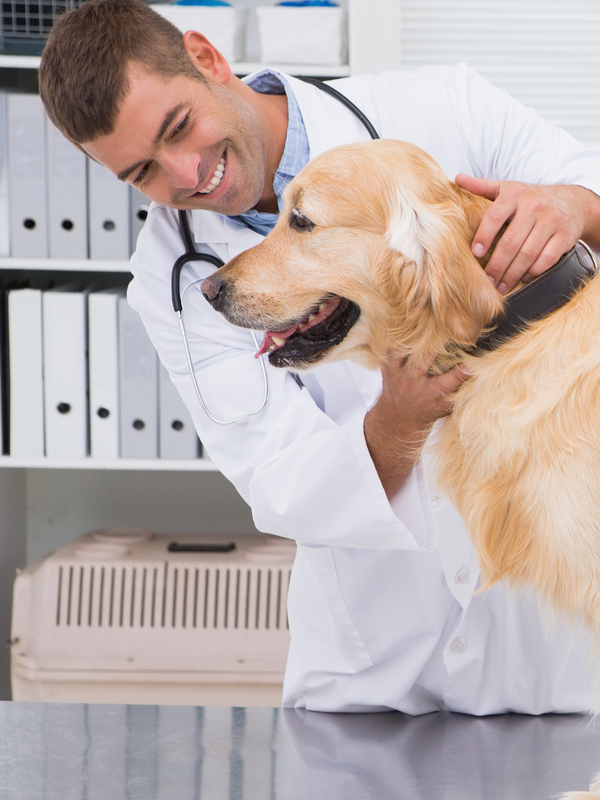 7 Digital Marketing Strategies Every Veterinary Clinic Needs to Attract More Pet Owners